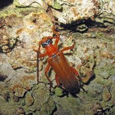 Attēlu rezultāti vaicājumam “Rhamnusium bicolor”