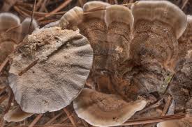 Attēlu rezultāti vaicājumam “Trametes hirsuta”