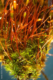 Attēlu rezultāti vaicājumam “Dicranum flagellare”