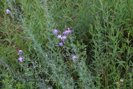 Attēlu rezultāti vaicājumam “Centaurea stoebe”