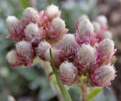 Attēlu rezultāti vaicājumam “Antennaria dioica female flower”