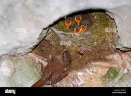 Attēlu rezultāti vaicājumam “Troglodytes troglodytes nest”