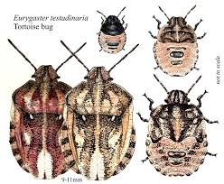 Attēlu rezultāti vaicājumam “Eurygaster testudinaria nymph”