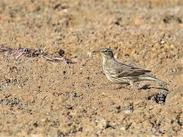 Attēlu rezultāti vaicājumam “Anthus petrosus adult”
