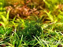 Attēlu rezultāti vaicājumam “Nitella sp.”