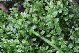 Attēlu rezultāti vaicājumam “Pseudobryum cinclidioides”