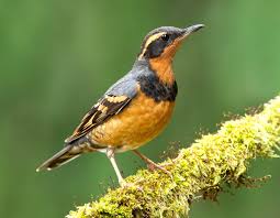 Image result for Ixoreus naevius