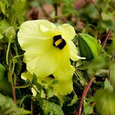 Image result for Abelmoschus moschatus