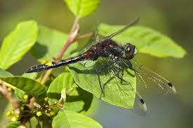 Attēlu rezultāti vaicājumam “Leucorrhinia pectoralis”