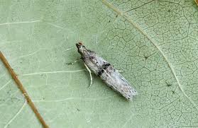 Attēlu rezultāti vaicājumam “Zophodia grossulariella”