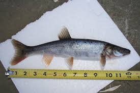 Image result for Ptychocheilus grandis