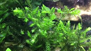 Attēlu rezultāti vaicājumam “Fontinalis antipyretica subsp. gracilis”