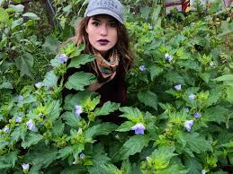 Attēlu rezultāti vaicājumam “Nicandra physalodes”