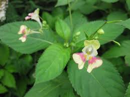 Attēlu rezultāti vaicājumam “Impatiens parviflora leaf”