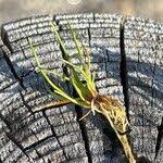 Attēlu rezultāti vaicājumam “Juncus bulbosus”