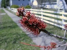 Attēlu rezultāti vaicājumam “Acer saccharinum flower”
