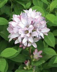 Attēlu rezultāti vaicājumam “Campanula glomerata fruit”