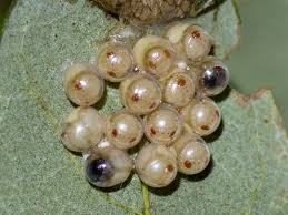 Attēlu rezultāti vaicājumam “Pentatomidae eggs”