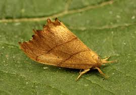 Attēlu rezultāti vaicājumam “Falcaria lacertinaria”