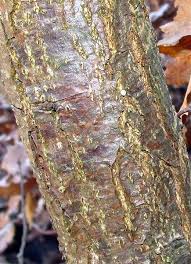 Attēlu rezultāti vaicājumam “Satyrium ilicis underside”