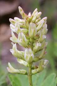Attēlu rezultāti vaicājumam “Astragalus glycyphyllos flower”