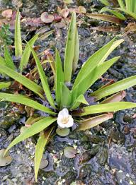 Attēlu rezultāti vaicājumam “Stratiotes aloides flower”