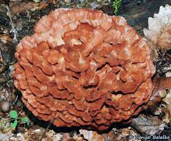 Image result for Podoscypha multizonata