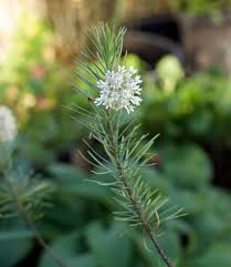 Attēlu rezultāti vaicājumam “Linaria loeselii flower”