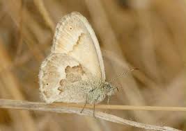Attēlu rezultāti vaicājumam “Coenonympha tullia underside”
