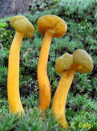 Attēlu rezultāti vaicājumam “Leotia lubrica”