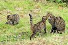 wildcat, and domestic cat. - via Daymix
