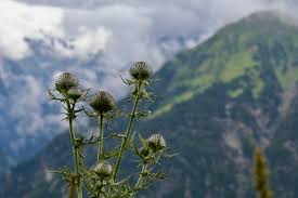Image result for Alpendistel