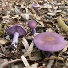 Attēlu rezultāti vaicājumam “Lepista sp.”