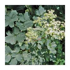 Attēlu rezultāti vaicājumam “Thalictrum flavum flower”