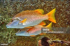 Image result for Lutjanus apodus