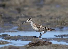 Attēlu rezultāti vaicājumam “Calidris falcinellus”