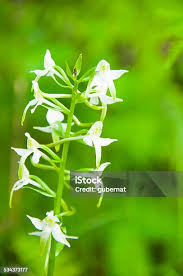 Attēlu rezultāti vaicājumam “Platanthera chlorantha flower”