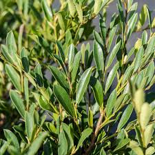 Attēlu rezultāti vaicājumam “Diderma cingulatum young”