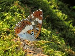 Attēlu rezultāti vaicājumam “Limenitis camilla underside”