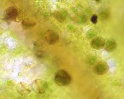 Attēlu rezultāti vaicājumam “Syntrichia latifolia”