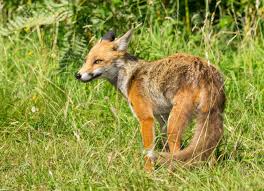 Attēlu rezultāti vaicājumam “Vulpes vulpes  juvenile”