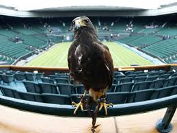Image result for Wimbledon Hawks
