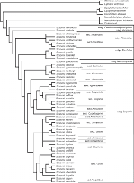 Attēlu rezultāti vaicājumam “Scapania lingulata”