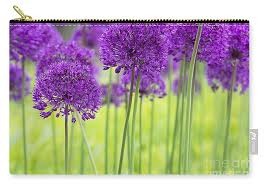 Attēlu rezultāti vaicājumam “Allium holandicum”