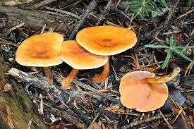 Attēlu rezultāti vaicājumam “Hygrophoropsis aurantiaca”