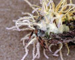 Attēlu rezultāti vaicājumam “Torrubiella arachnophila”