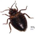New York City Council - Bed Bug Resources