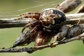 Attēlu rezultāti vaicājumam “Larinioides cornutus”