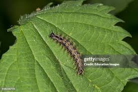 Attēlu rezultāti vaicājumam “Araschnia levana”