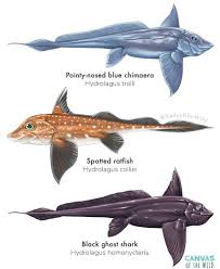 Attēlu rezultāti vaicājumam “Chimabachidae”